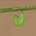 Pupating Speckled Wood (Pararge aegeria) caterpillar