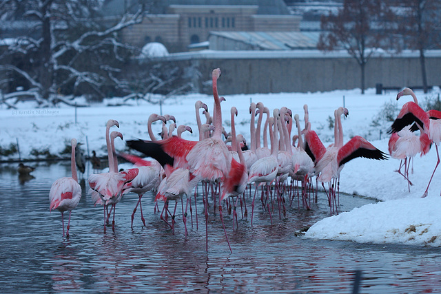 Flamingos im Winter (Wilhelma)