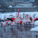 Flamingos im Winter (Wilhelma)