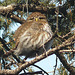 Little owl - in the Spruce tree