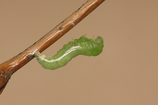 Pupating Brimstone (Gonepteryx rhamni) caterpillar
