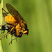 Yellow Dung Fly Male with Prey Scathophaga stercoraria