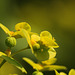 Leafy Spurge Euphorbia esula