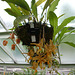 Kew Gardens: stanhopea orchid