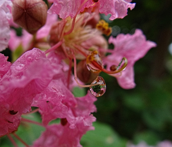 Lucas in the Raindrop on the Crape Myrtle
