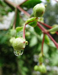 Raindrop on a Crape Myrtle bud