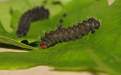 Chinese Oak Silkmoth (Antheraea pernyi) caterpillar, first instar