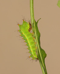 Chinese Oak Silkmoth (Antheraea pernyi) caterpillar, second instar