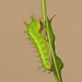 Chinese Oak Silkmoth (Antheraea pernyi) caterpillar, second instar