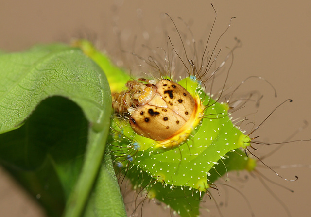 Chinese Oak Silkmoth (Antheraea pernyi) caterpillar, third instar