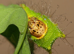 Chinese Oak Silkmoth (Antheraea pernyi) caterpillar, third instar