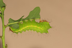 Chinese Oak Silkmoth (Antheraea pernyi) caterpillar, fourth instar