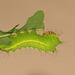 Chinese Oak Silkmoth (Antheraea pernyi) caterpillar, fourth instar