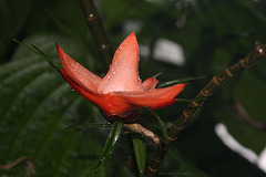 Blüte der Kletterschraubenpalme (Wilhelma)