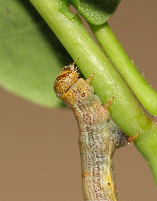 Looper caterpillar
