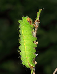 Chinese Oak Silkmoth (Antheraea pernyi) caterpillar, fifth instar