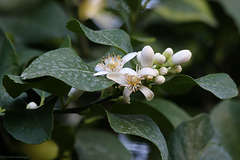 Zitronenblüten (Wilhelma)