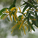 20080824-0623 Acacia auriculiformis Benth.