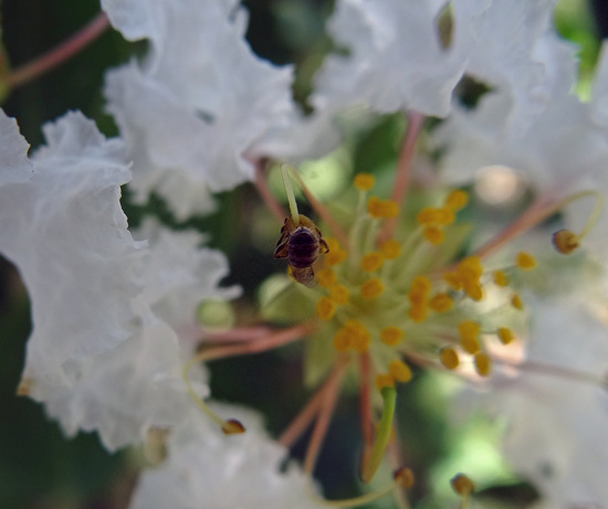 This Bee was tiny