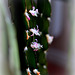 Rhipsalis cruciforme- Fleurs en série