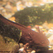 Axolotl (Wilhelma)