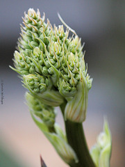 Rotrandige Aloe (Wilhelma)