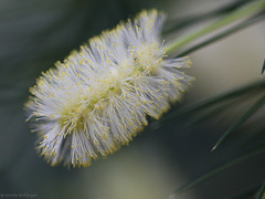 Akazienblüte (Wilhelma)