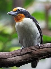 Tupfenbartvogel (Wilhelma)