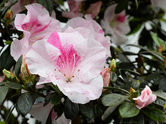 Azaleenblüte (Wilhelma)