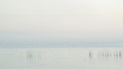 Foggy dawn, Lake Albert