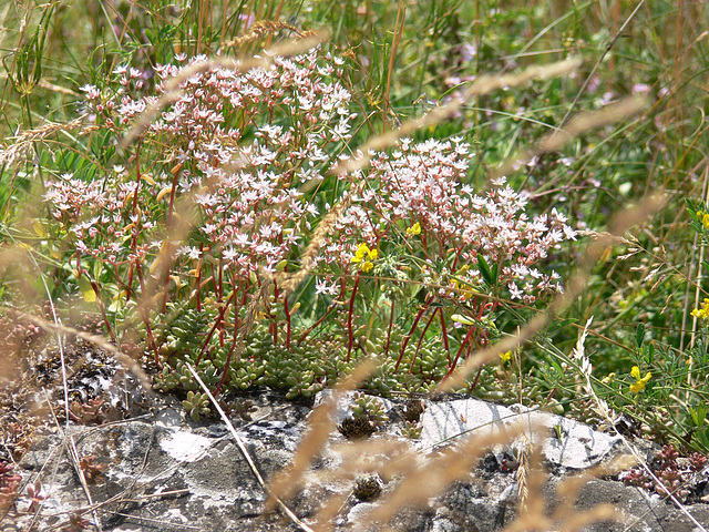 Wildblumen auf dem Münchshofener Berg