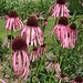 Schmalblättriger Sonnenhut  /Echinacea angustifolia /blacksamson echinacea