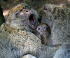 le macaque berbère : le magot