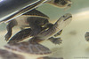 Kleine Riesen-Schlangenhalsschildkröte (Wilhelma)