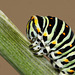 European Swallowtail (Papilio machaon gorganus) caterpillar