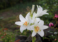 Lis blanc- Lilium candidum