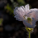 Frilly White Blush Poppy