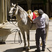 Horse and Rider - Spanish Riding School, Vienna