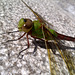 dragonfly-IMG-20130619-00011