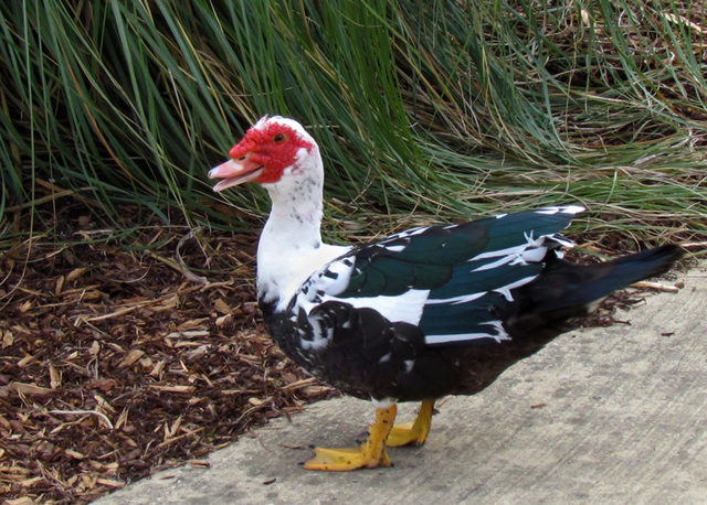 Quacking Muscovy Duck