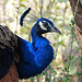 20080223-0144 Indian peafowl, male