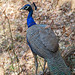 20080223-0152 Indian peafowl, male