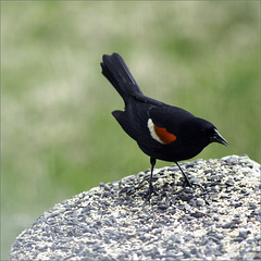 Mr. Blackbird Alone