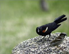 Mr. Blackbird and Friend