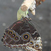 Frisch geschlüpfter Schmetterling (Wilhelma)