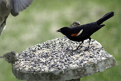 Mr. Blackbird and Friends