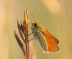 Small skipper (Thymelicus sylvestris) butterfly