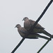 20080830-0029 Spotted dove