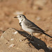 20081015-0921 White wagtail