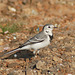 20081015-0893 White wagtail